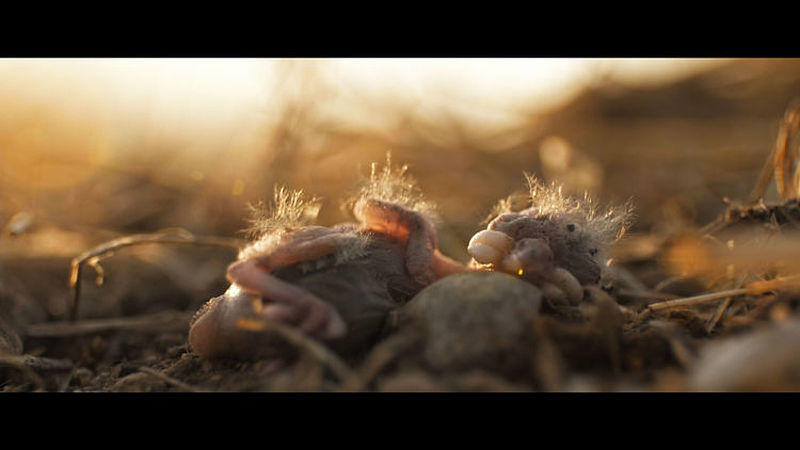 Audi Stiftung für Umwelt stiftet NaturVision Kurzfilmpreis für „Those in Grass Houses“